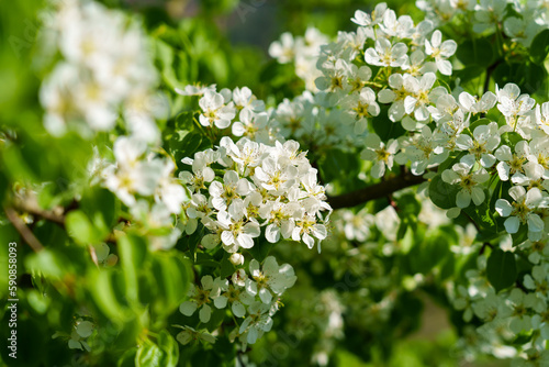 Blooming orchard with white flowers of fruit pear tree