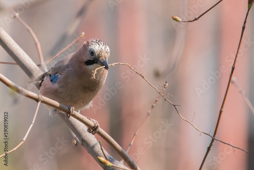 Jay on a branch