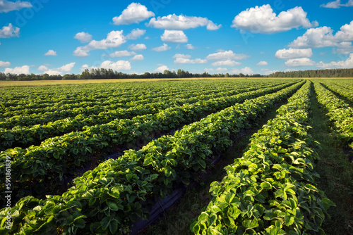 Strawberries plantation on a sunny day. Landscape with green strawberry field with blue cloudy sky