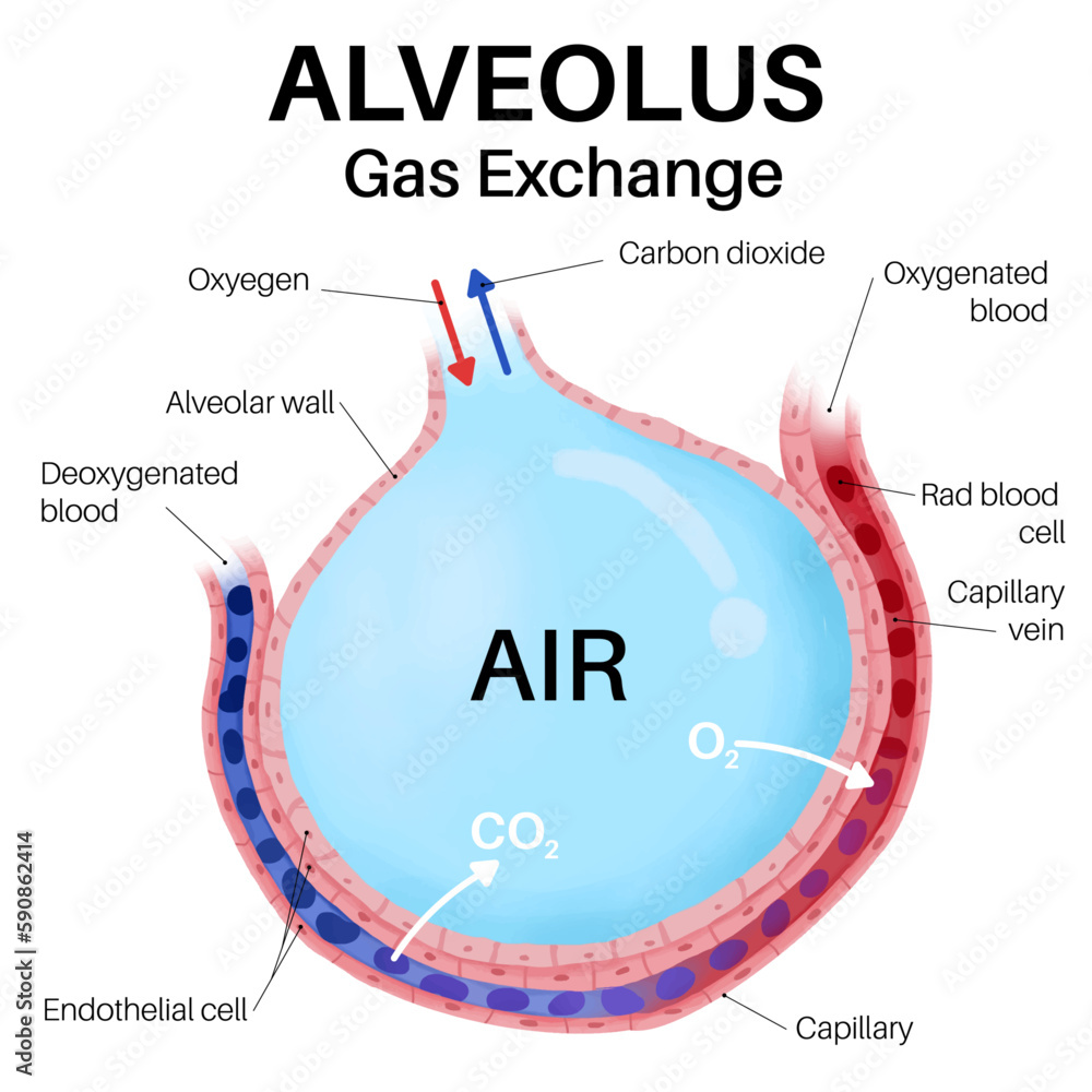 Capillaries And Alveoli Gas Exchange In Human Body Stock Vector capillaries-and-alveoli-gas-exchange-in-human-body-stock-vector