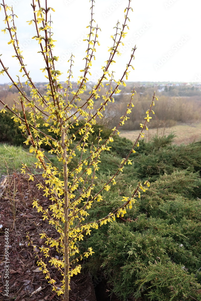 Forsythia blooming with yellow flowers