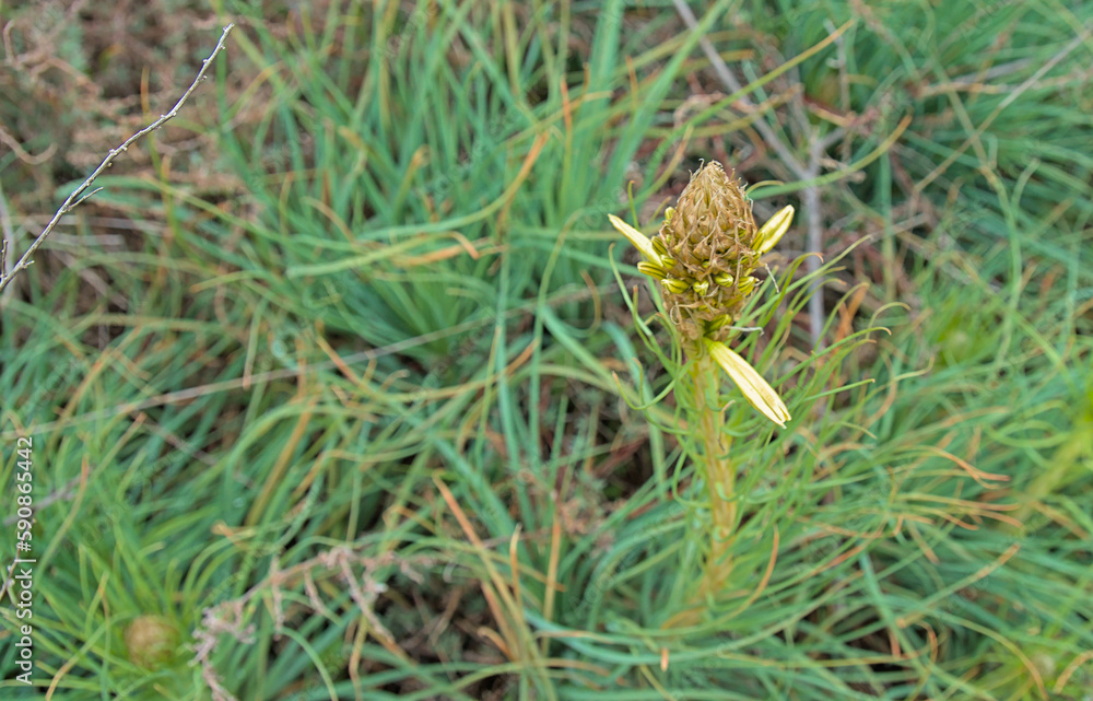 Asphodeline lutea, King’s spear, Yellow asphodel in Bulgaria Asphodeline lutea, King’s spear, Yellow asphodel in Bulgaria