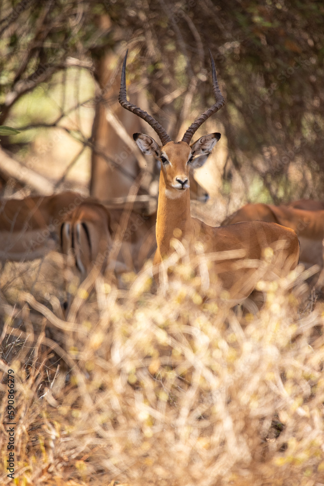 A herd of gazelles early in the morning roams the savannah in a national park, photographed on a safari in Kenya Africa A herd of gazelles early in the morning roams the savannah in a national park, photographed on a safari in Kenya Africa