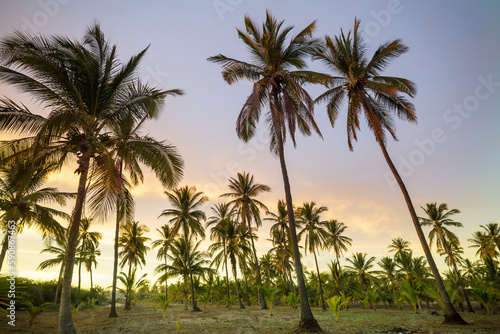 Palm plantation © Galyna Andrushko