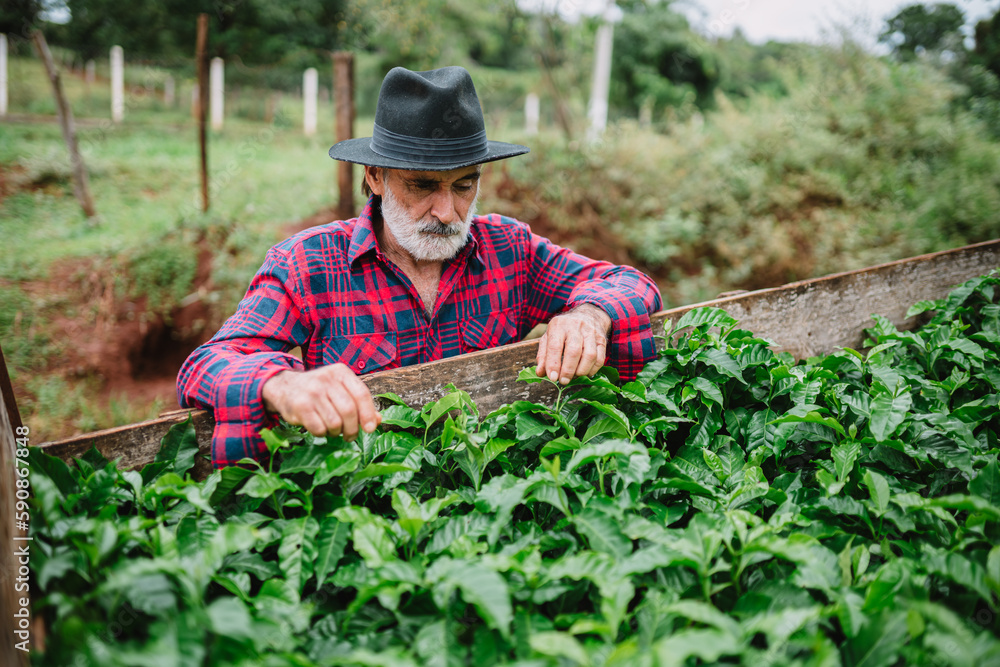 Portrait of Brazilian farmer man in the casual shirt in the farm analyzing coffee seedlings. Portrait of Brazilian farmer man in the casual shirt in the farm analyzing coffee seedlings.