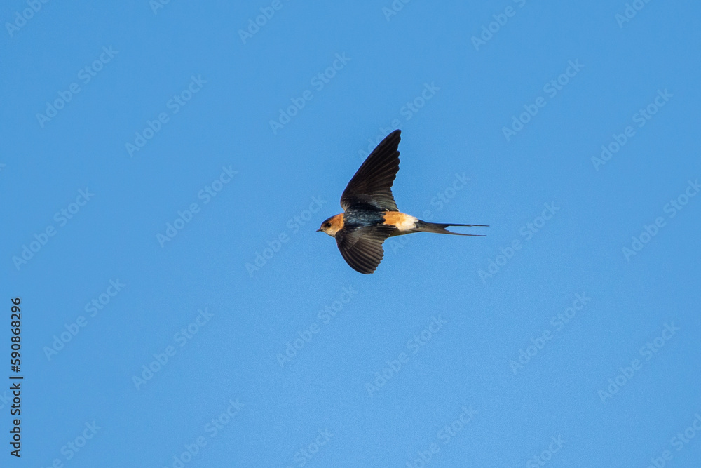 Fototapeta premium Red-rumped swallow (Cecropis daurica) in flight.