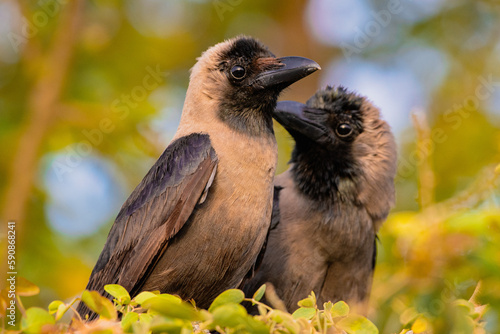 A house crow (Corvus splendens), also known as the Indian, greynecked, Ceylon or Colombo crow. photo