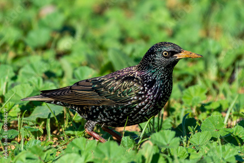 Common starling or European starling (Sturnus vulgaris) on grass