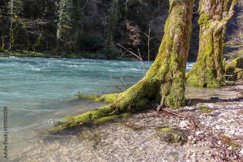 fairy trees in the green moss on the bank of a mountain river