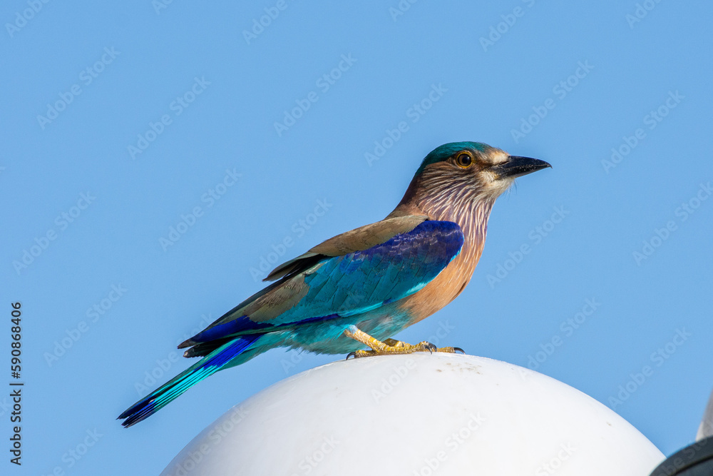 Fototapeta premium Indian roller (Coracias benghalensis) stands on on pole with bright blue sky in the Middle East