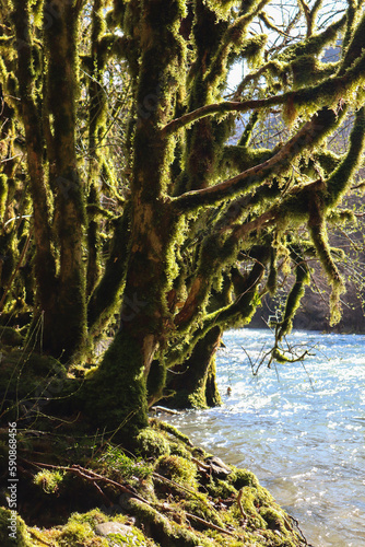 fairy trees in the green moss on the bank of a mountain river