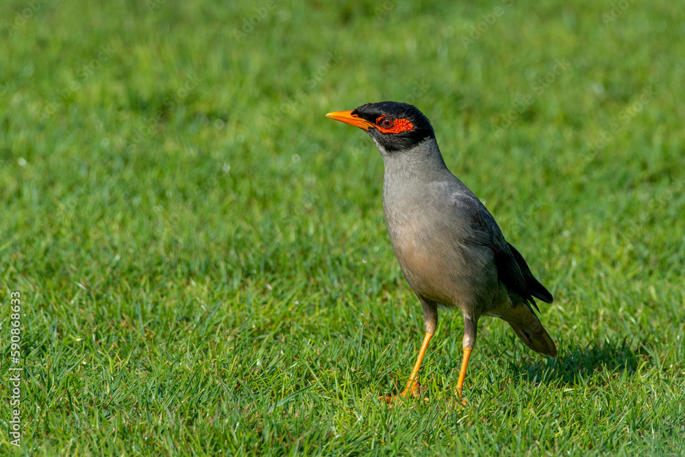 Bank myna (Acridotheres ginginianus) close up on the grass. Bank myna (Acridotheres ginginianus) close up on the grass.