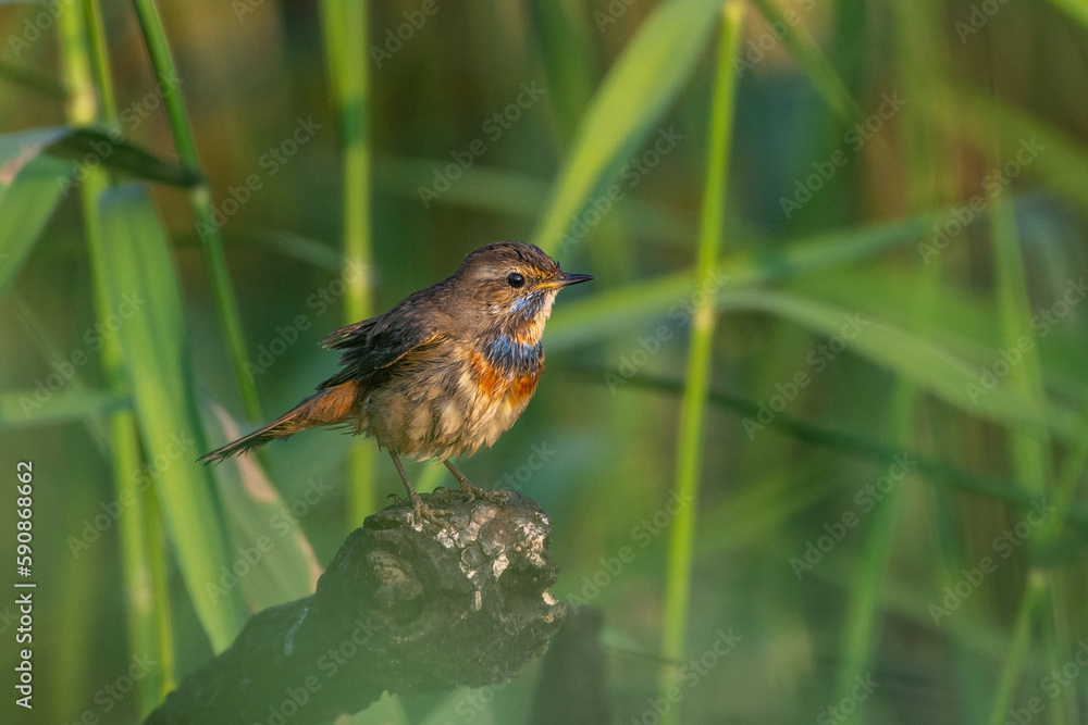 A Bluethroat (Luscinia svecica) close up in the sand in the United Arab Emirates. A Bluethroat (Luscinia svecica) close up in the sand in the United Arab Emirates.