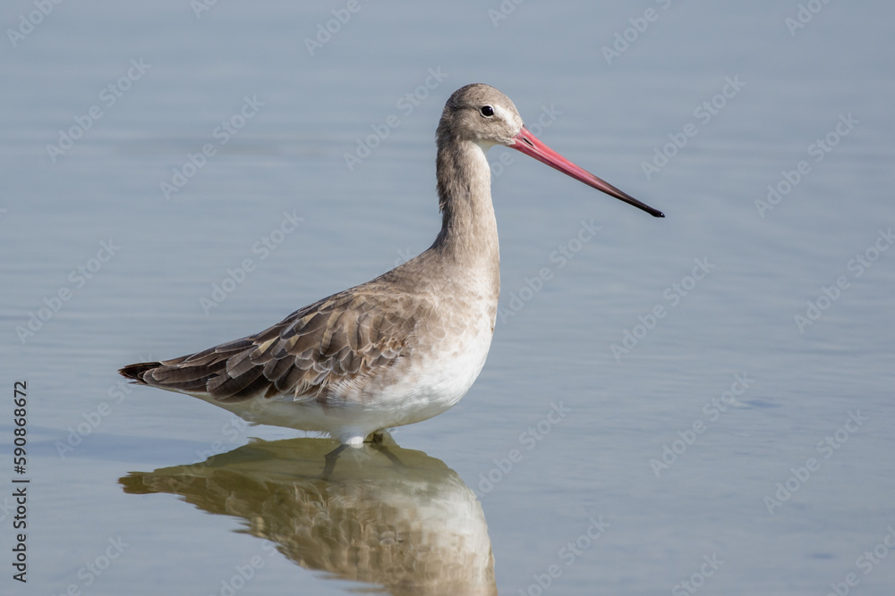 A black-tailed godwit (Limosa limosa) wading in the water at sunset. A black-tailed godwit (Limosa limosa) wading in the water at sunset.