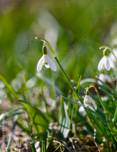 Snowdrop (Galanthus nivalis) flowers in spring time. Snowdrops blooms in the spring garden 