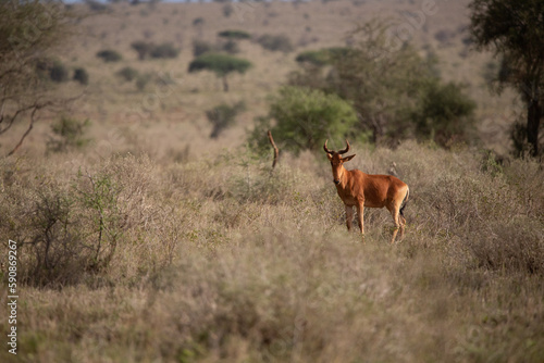 A typical picture on Sadfari through the different safari and national parks in Kenya Africa. Wildlife in the savanna.