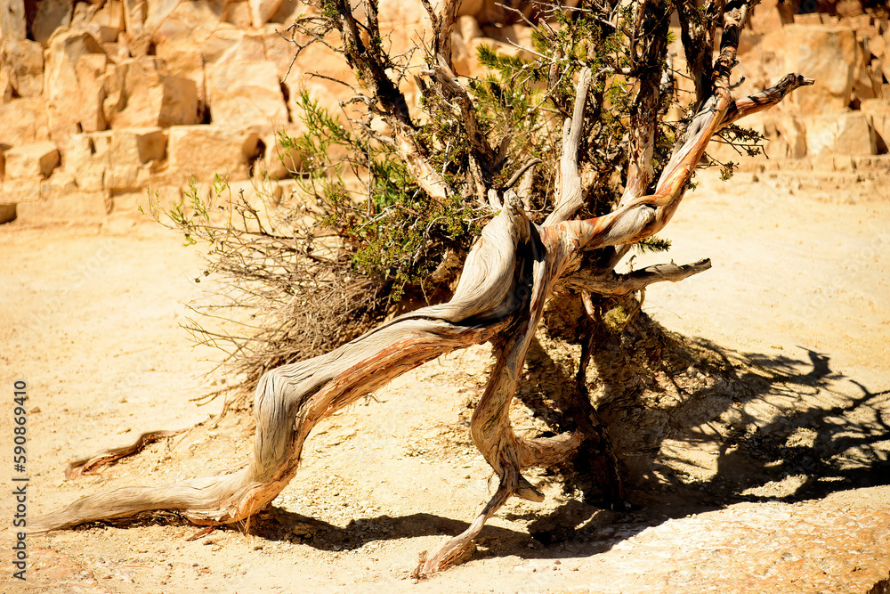 Ancient Pinon Pine Tree Grand Canyon Arizona