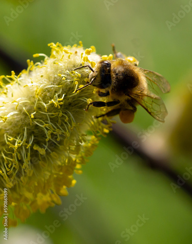 Pszczoła na kwiatach wierzby