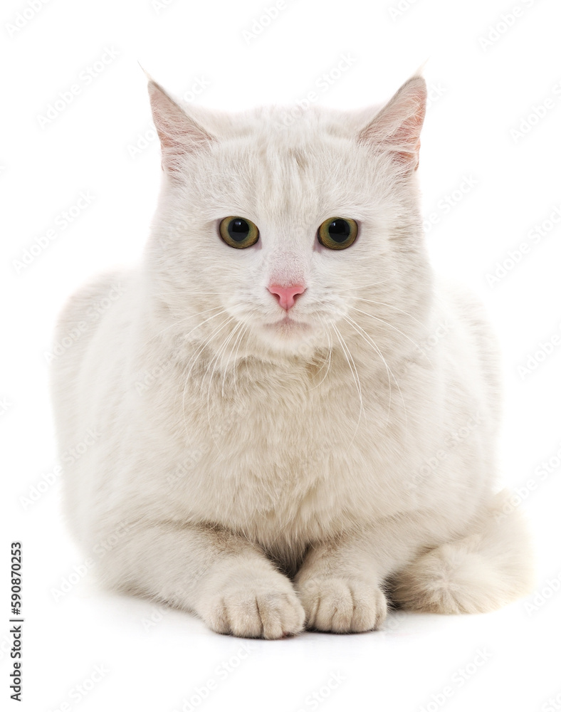 Obraz premium One white kitten.
