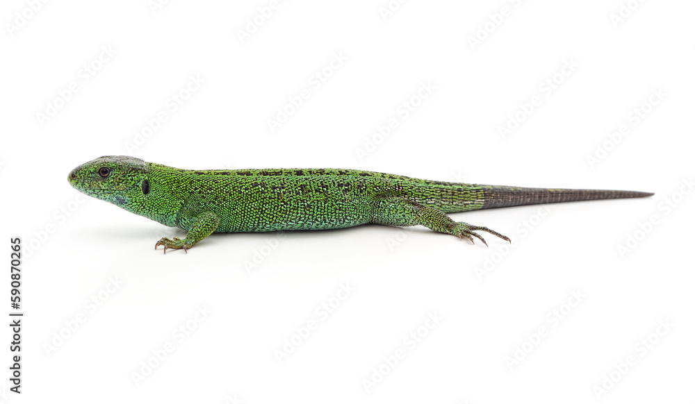 Naklejka premium One green lizard.