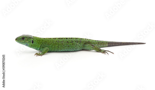 One green lizard. © voren1