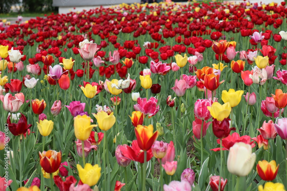Lots of colorful tulips in the flower bed.