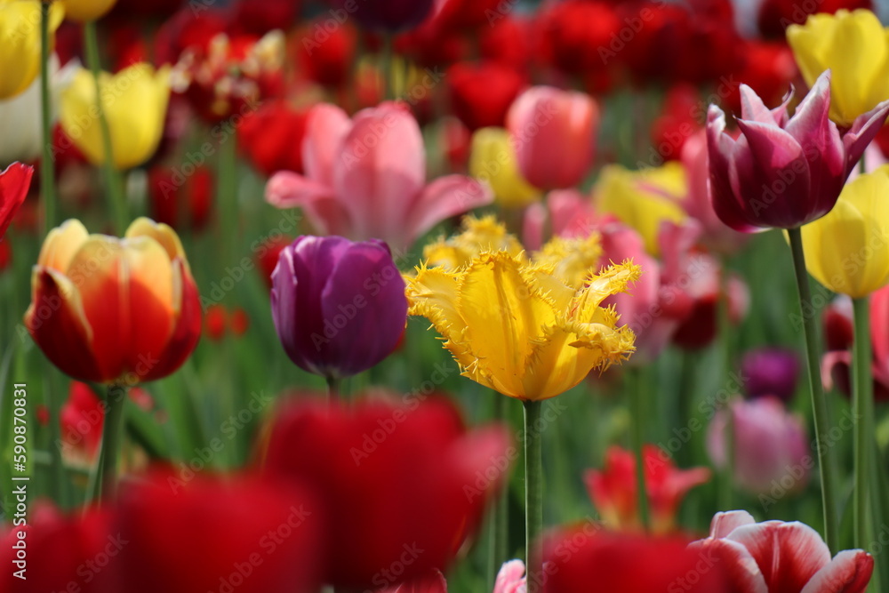 Lots of colorful tulips in the flower bed. Lots of colorful tulips in the flower bed.