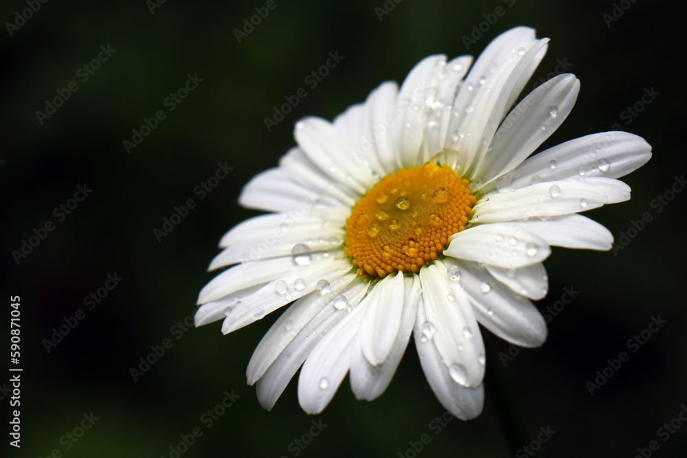 Chamomile close-up in raindrops. Chamomile close-up in raindrops.