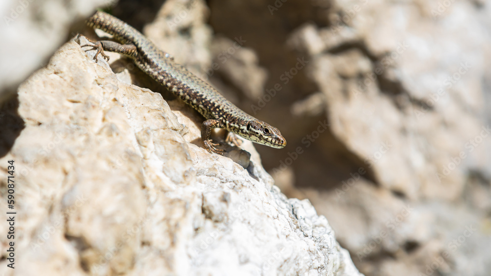 Naklejka premium Eidechse