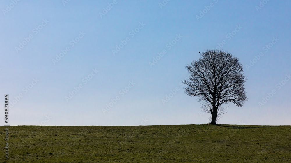 Obraz premium Einsamer Baum
