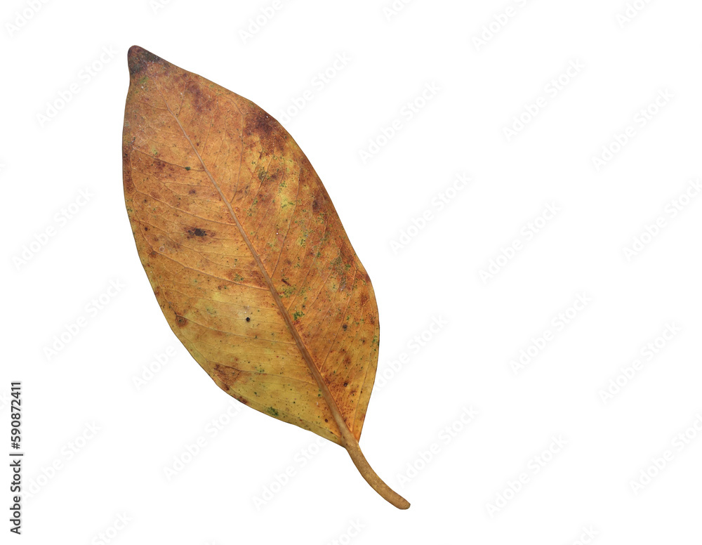 Isolated ficus benjamina leaf with clipping paths. Isolated ficus benjamina leaf with clipping paths.