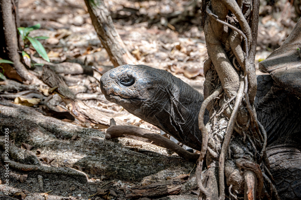 Obraz premium Aldabra giant tortoise, Mauritius. Over 100 years ago, Mauritian Giant Tortoise became extinct and tortoises from Aldabra Island, Seychelles were imported