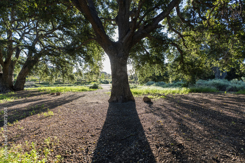 Native oak trees with morni...