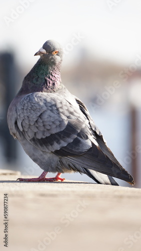 Tauben sind wunderschöne Vögel, die immer wissen, wie man eine Person posiert und sich ihr nähert