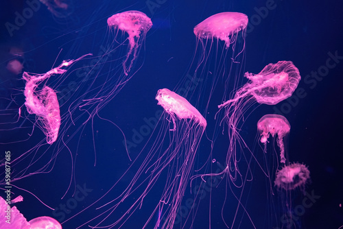 Group of fluorescent jellyfish swim underwater in aquarium pool with pink neon light. The Atlantic sea nettle chrysaora quinquecirrha in blue water, ocean. Theriology, tourism, diving, undersea life.