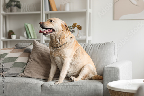 Cute Labrador dog sitting on sofa at home