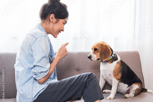 Asian woman resting with playful beagle dog in living room at home.