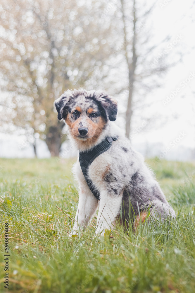 Unique portrait of an Australian Shepherd puppy who expresses his feelings and emotions with his gaze. A playful child sitting under cherry tree listening to his parent Unique portrait of an Australian Shepherd puppy who expresses his feelings and emotions with his gaze. A playful child sitting under cherry tree listening to his parent