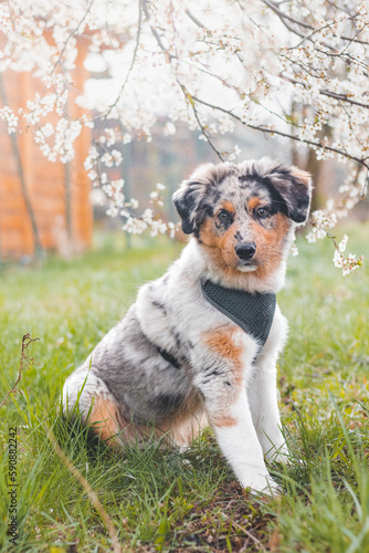 Unique portrait of an Australian Shepherd puppy who expresses his feelings and emotions with his gaze. A playful child sitting under cherry tree listening to his parent