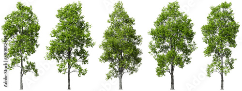 Cutout trees shapes decorations landscape collection 3d rendering png