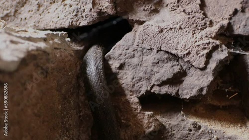 The snake crawls into a gap in the stone wall. The snake in the old castle.