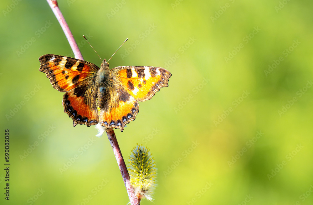 A large orange butterfly with open wings A large orange butterfly with open wings