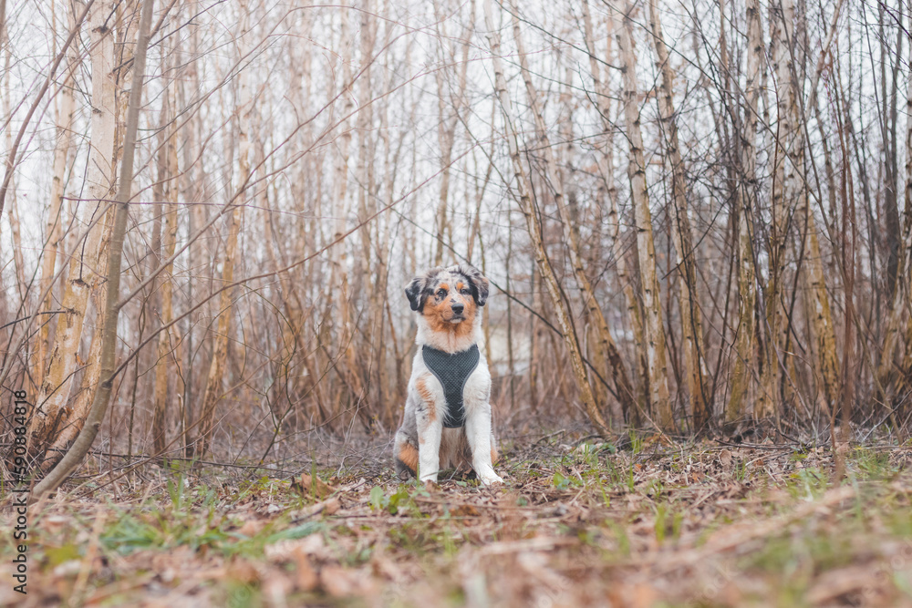 Life of a boisterous Australian Shepherd puppy. A blue merle pup runs around the field improving his fitness, agility and gaining confidence in his movements Life of a boisterous Australian Shepherd puppy. A blue merle pup runs around the field improving his fitness, agility and gaining confidence in his movements