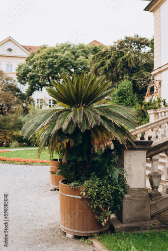 Cycas revoluta, also known as king sago palm, in wooden flower pot. castle garden terrace © mdyn