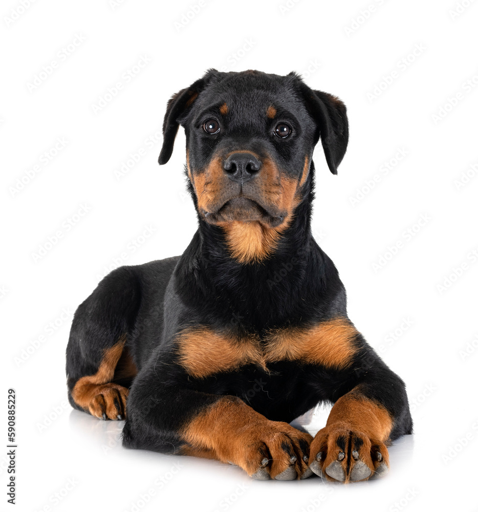 puppy rottweiler in studio puppy rottweiler in studio