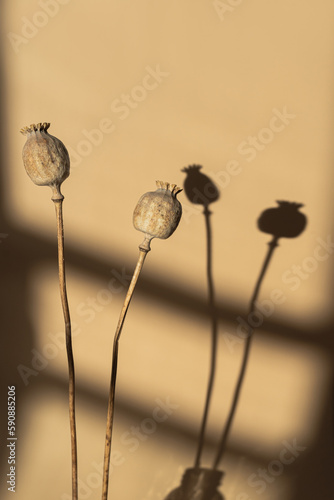 Poppy stems over neutral pastel beige wall with aesthetic sunlight shadows. Minimal bohemian styled still life floral composition. Warm shade