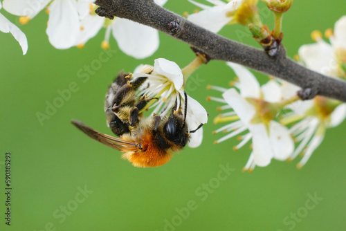 Fotografía Closeup on a colorful female Grey-patched mining bee, Andrena nitida on a white