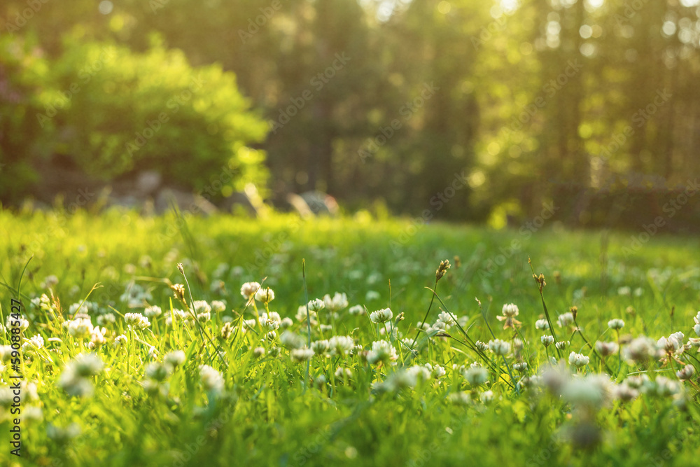 There are many white clover flowers on the green grass in the rays of the sun. Summer forest flowers in the meadow. Green natural background for text.