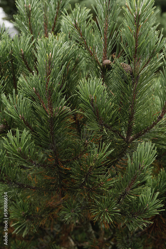 Closeup of fir  pine tree branches