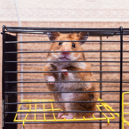 portrait of a hamster in a cage who stared at the photographer